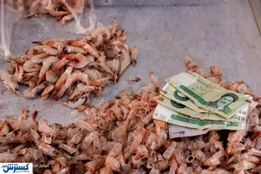 تصاویر/ بازار داغ میگو در مرداد ماه بوشهر