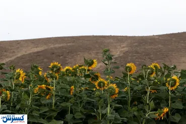 تصاویر/ هزاران خورشید روی زمین
