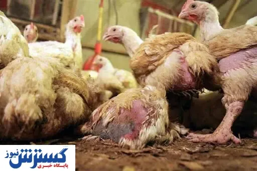دلیل خودخوری مرغ‌ ها مشخص شد