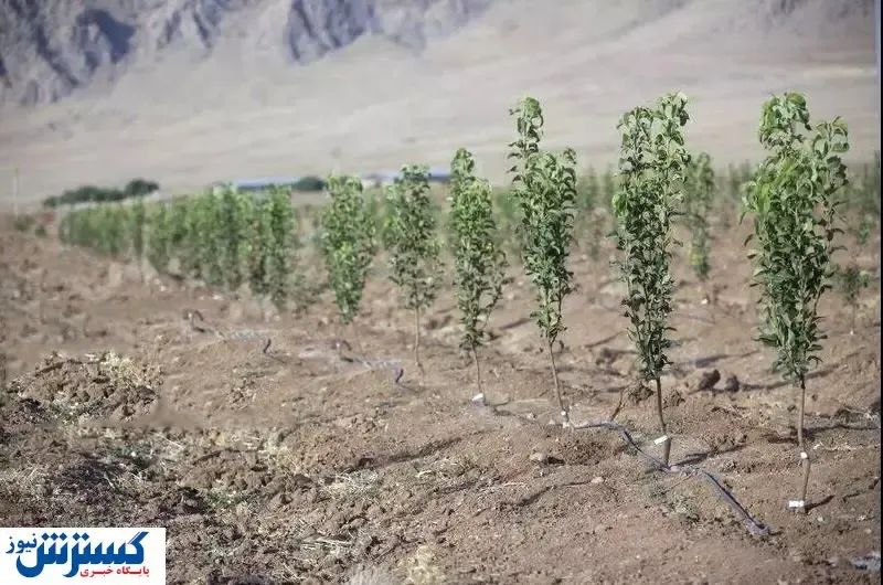طرح کاشت یک میلیارد درخت ارزش زیست‌محیطی ندارد / چه کسانی به دنبال نابودی محیط زیست هستند ؟