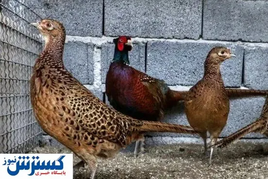 چطور با جیب خالی قرقاول پرورش بدهیم؟