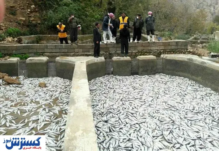 قیمت انواع ماهی / برای خرید ماهی شب عید  ۲۰ درصد تخفیف بگیرید