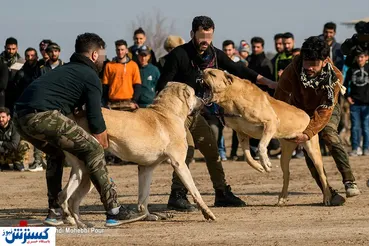 تصاویر/ قمار در مراسم سگ کُشی !