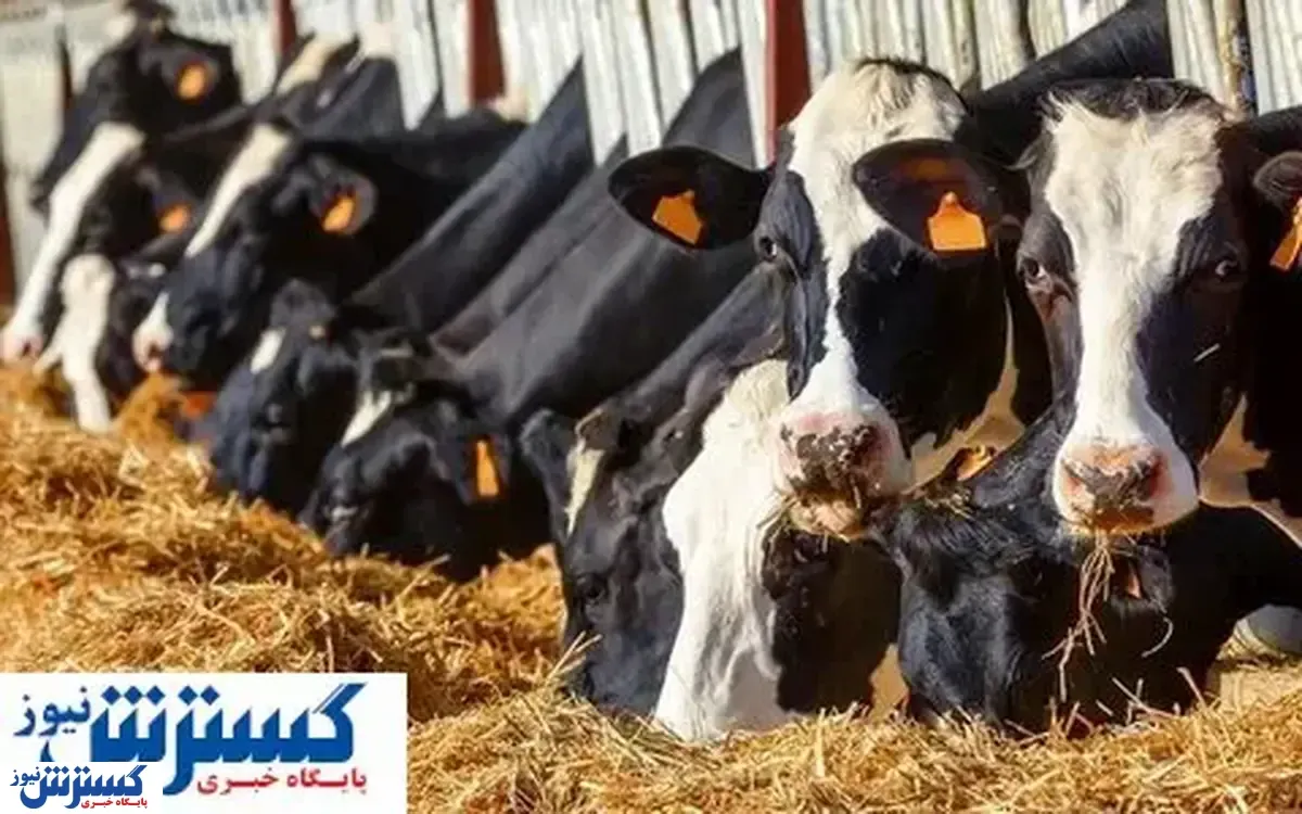 تاثیر حذف ارز ترجیحی برای تولید نهاده های دامی | وابستگی به واردات تمام می شود؟