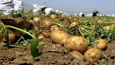 سقف قیمت مجاز برای فروش سیب زمینی اعلام شد / گرانتر نخرید