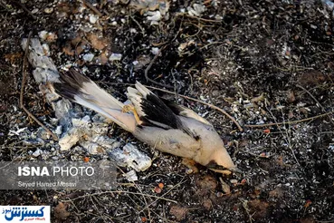 تصاویر/ مهار آتش در جنگل‌های کرخه