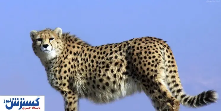 پرونده یوزپلنگ در ایران مرکزی بسته شد