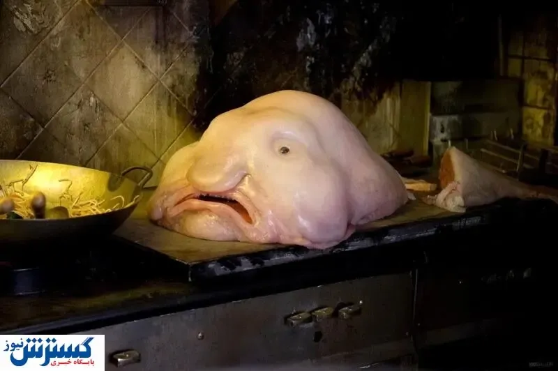 آشنایی با عجیب ترین حیوانات جهان+ عکس