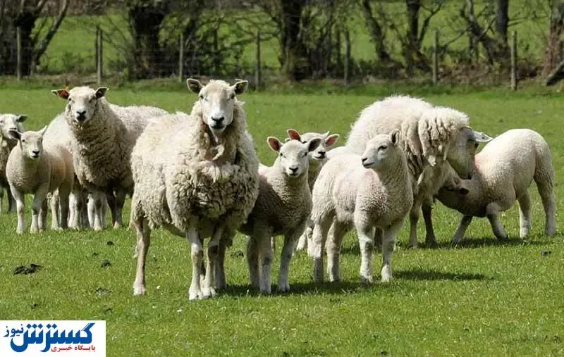 قیمت دام زنده سر به فلک کشید / یک گوسفند ۴۰ کیلویی چند است؟