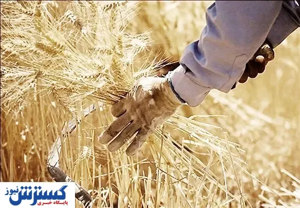 پرونده نرخ گندم در راهروهای «تجدیدنظر»