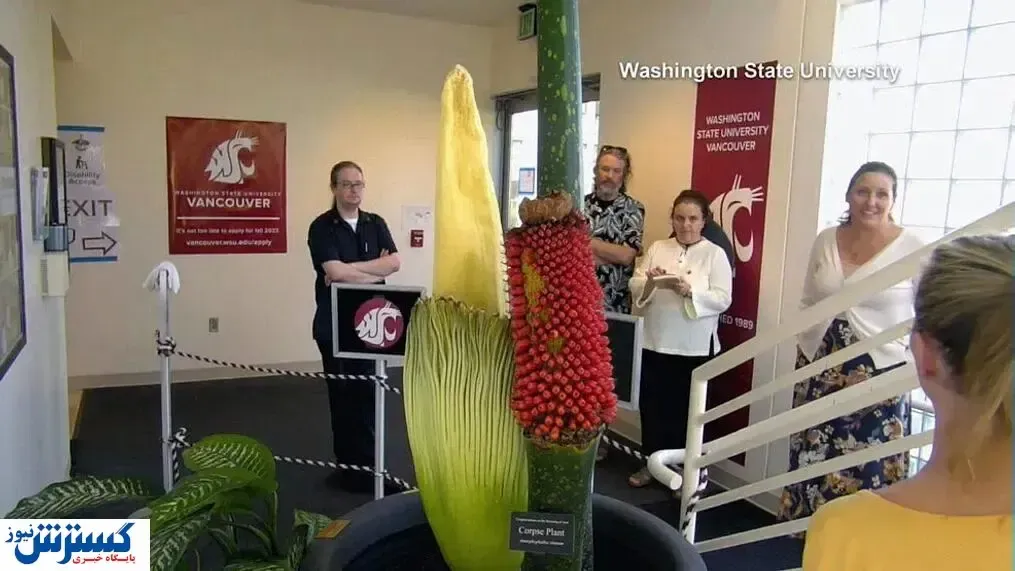 این گل بوی تعفن می‌دهد + عکس