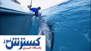 کشف ۸ هزار قطعه کوسه و وال قاچاق