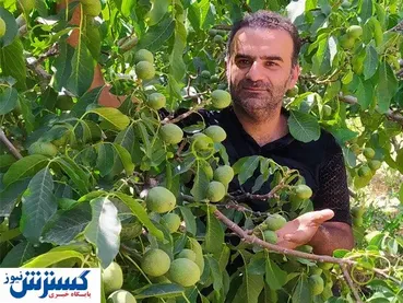 نهال گردوی نهالستان گلد نهال با ۳۰۰ کیلو باردهی رکورد شکنی کرد!