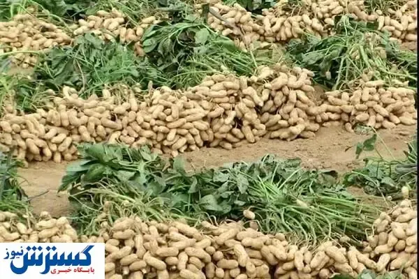 محصولی سودآور برای پرورش در مناطق کم آب