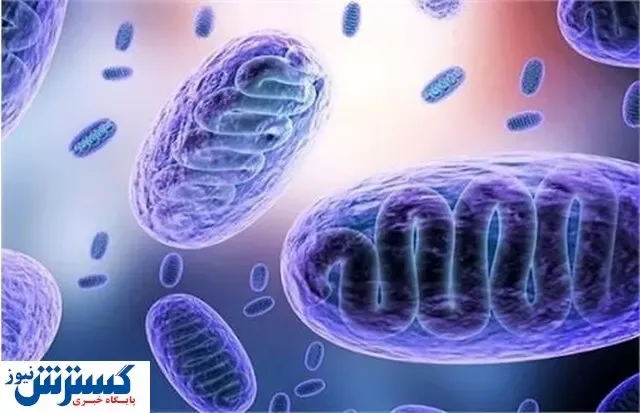 قارچ سیاه به جان کردستانی ها افتاد