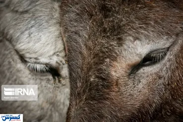 تصاویر/ نانی که در پرورش الاغ هست