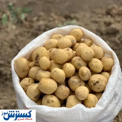 جاساز داروهای قاچاق در سیب زمینی!