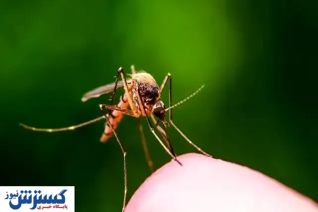 هشدار درباره شیوع مالاریا در این استان