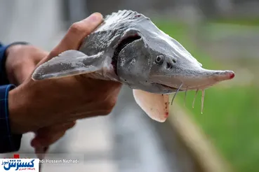 تصاویر/  خاویار ایرانی به روایت تصویر