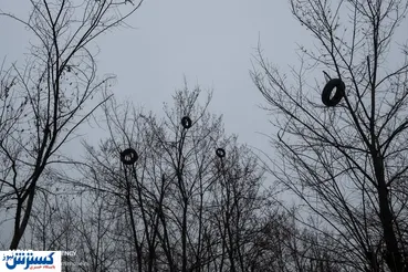 تصاویر/ داستان لاستیک های سر درخت چه بود!