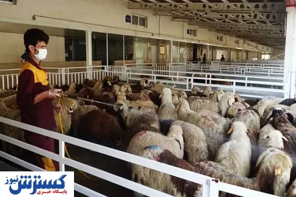 صادرات ۵۰ هزار راس دام سبک طی۲ماه