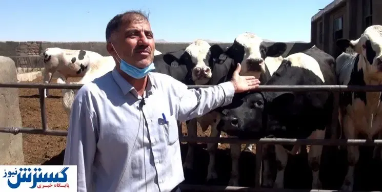 ضرر سنگین دولت به گاوداران/ گرانی شیر در راه است