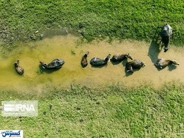 تصاویر / بندر انزلی از آسمان!