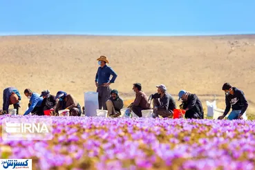 تصاویر/ فصل برداشت طلای سرخ!