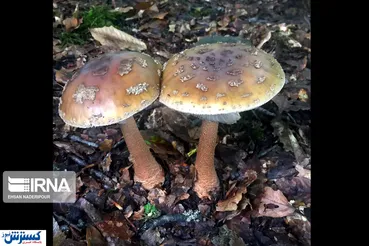 تصاویر / تنوع شگفت انگیز قارچ در ایران