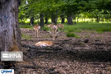 تصاویر/ دشت ناز ساری، پناهگاه گوزن زرد ایرانی