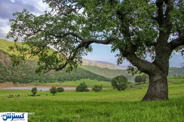 تصاویر/ بازُفت، نگین سبز چهارمحال و بختیاری