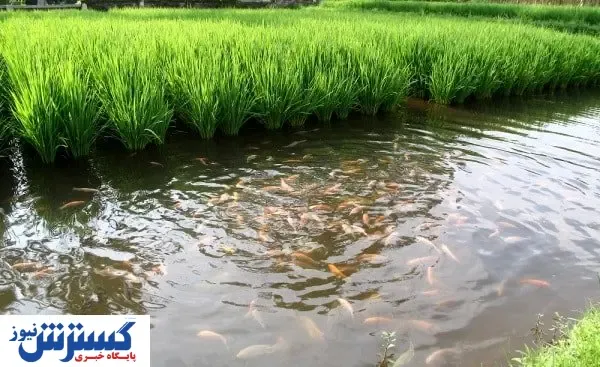 کسب و کاری سودآور برای برنج ‌کاران