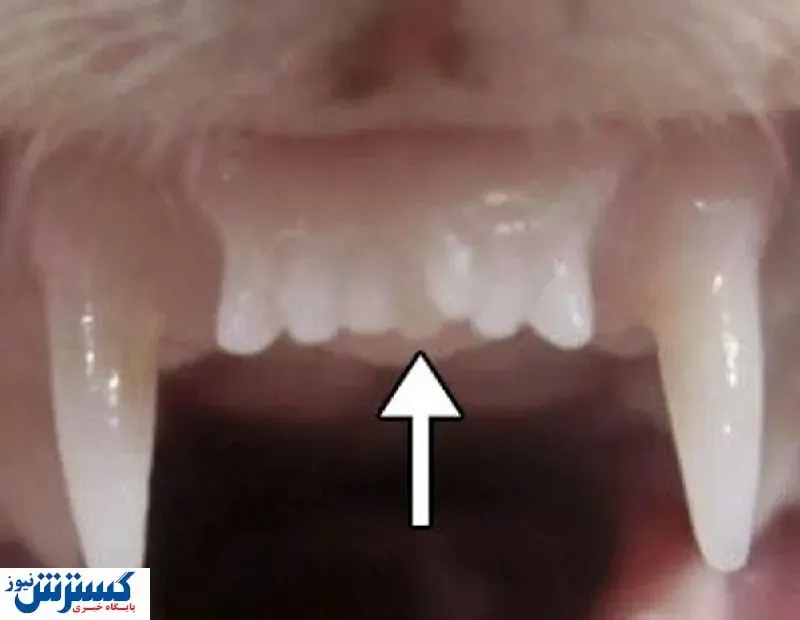 رشد مجدد دندان  با دارو محیا شد!