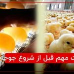 نکات مهم قبل از شروع جوجه کشی