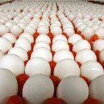 قیمت تخممرغ در بازار اعلام شد / هر شانه تا ۷۰۰ هزار تومان