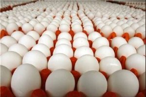 قیمت تخم‌مرغ در بازار اعلام شد / هر شانه تا ۷۰۰ هزار تومان